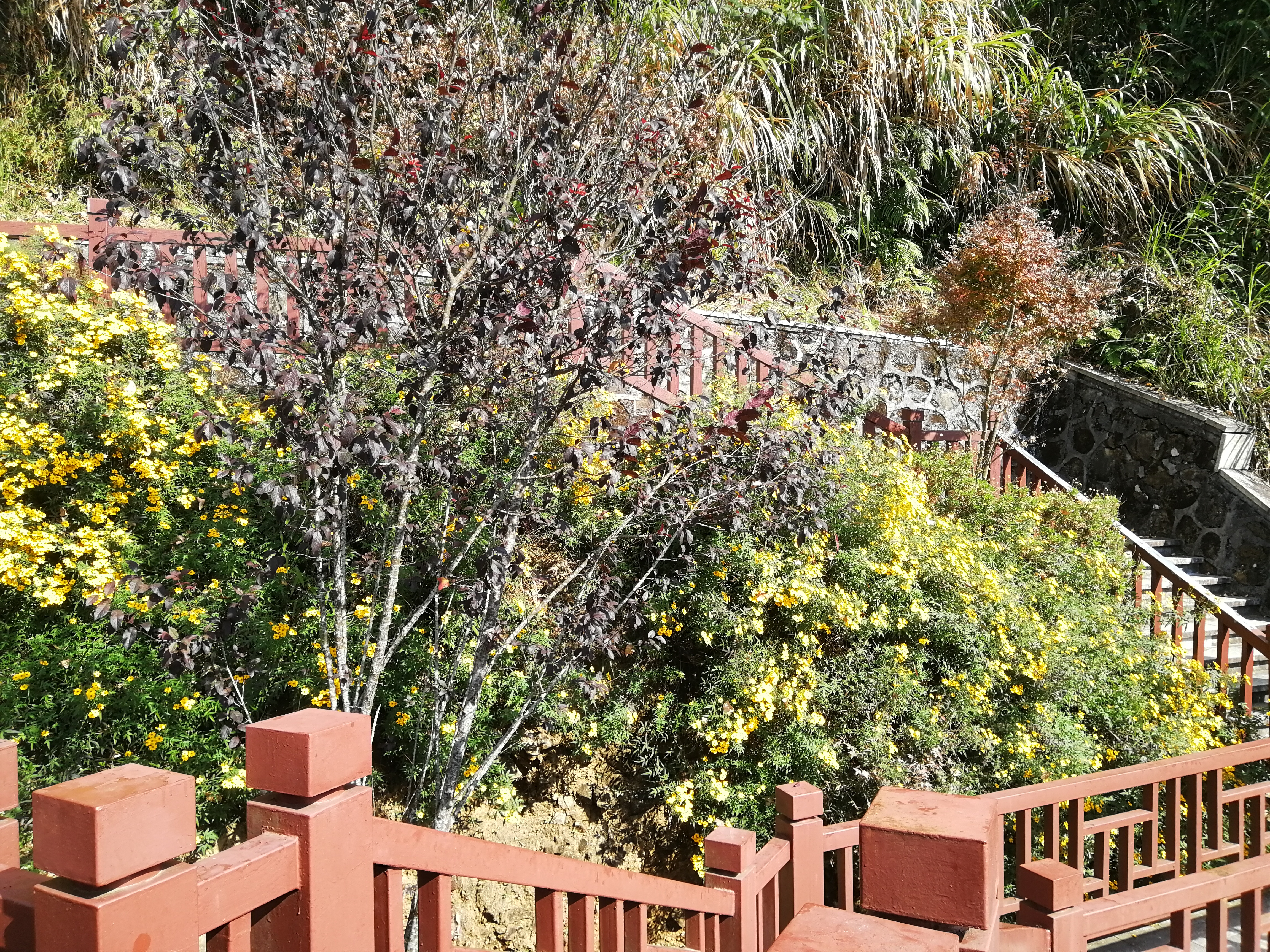 石门森林公园樱花谷交通线路,从化石门公园枫叶