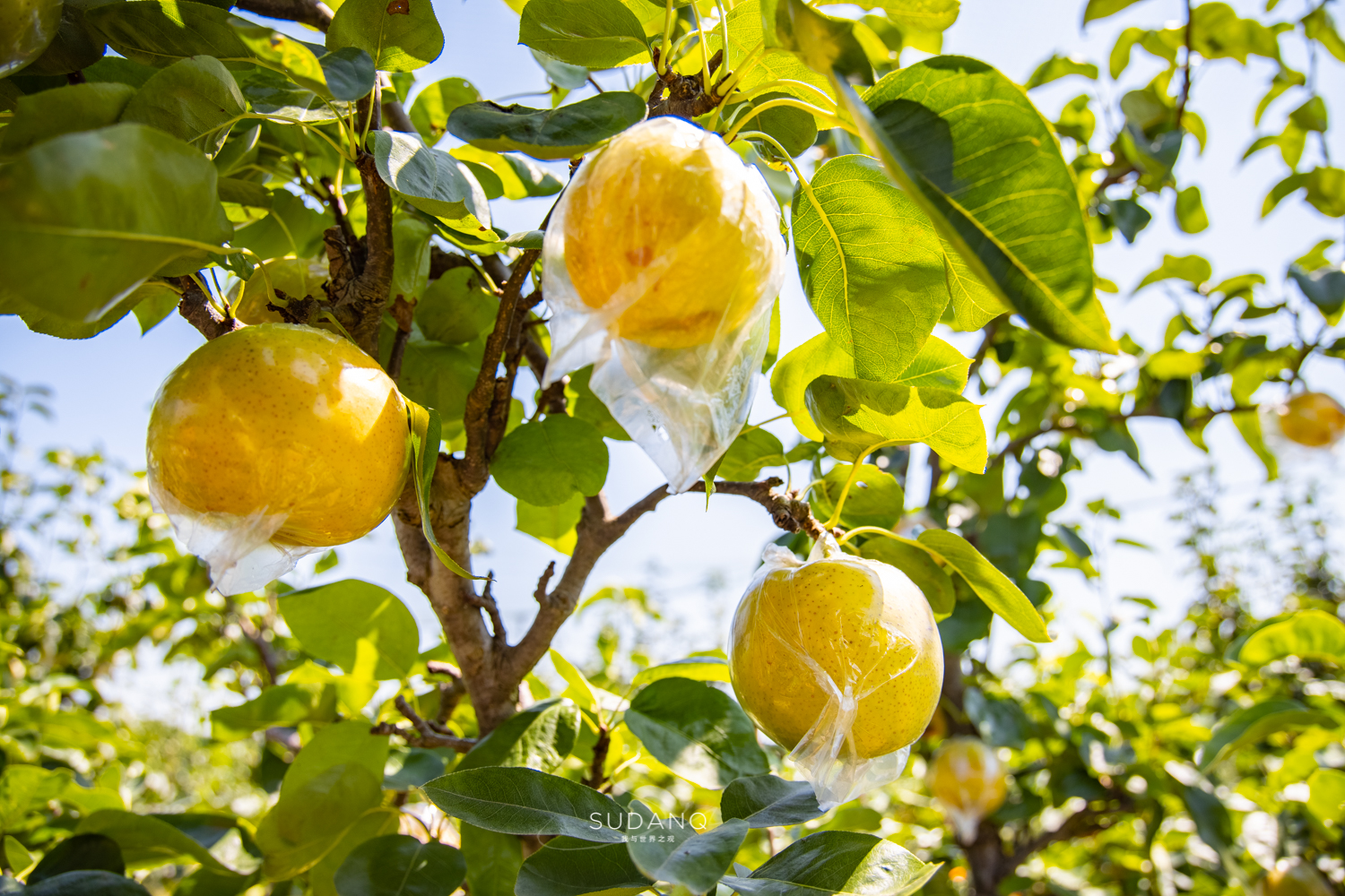 苏州各县到底有多强,苏州究竟有多强