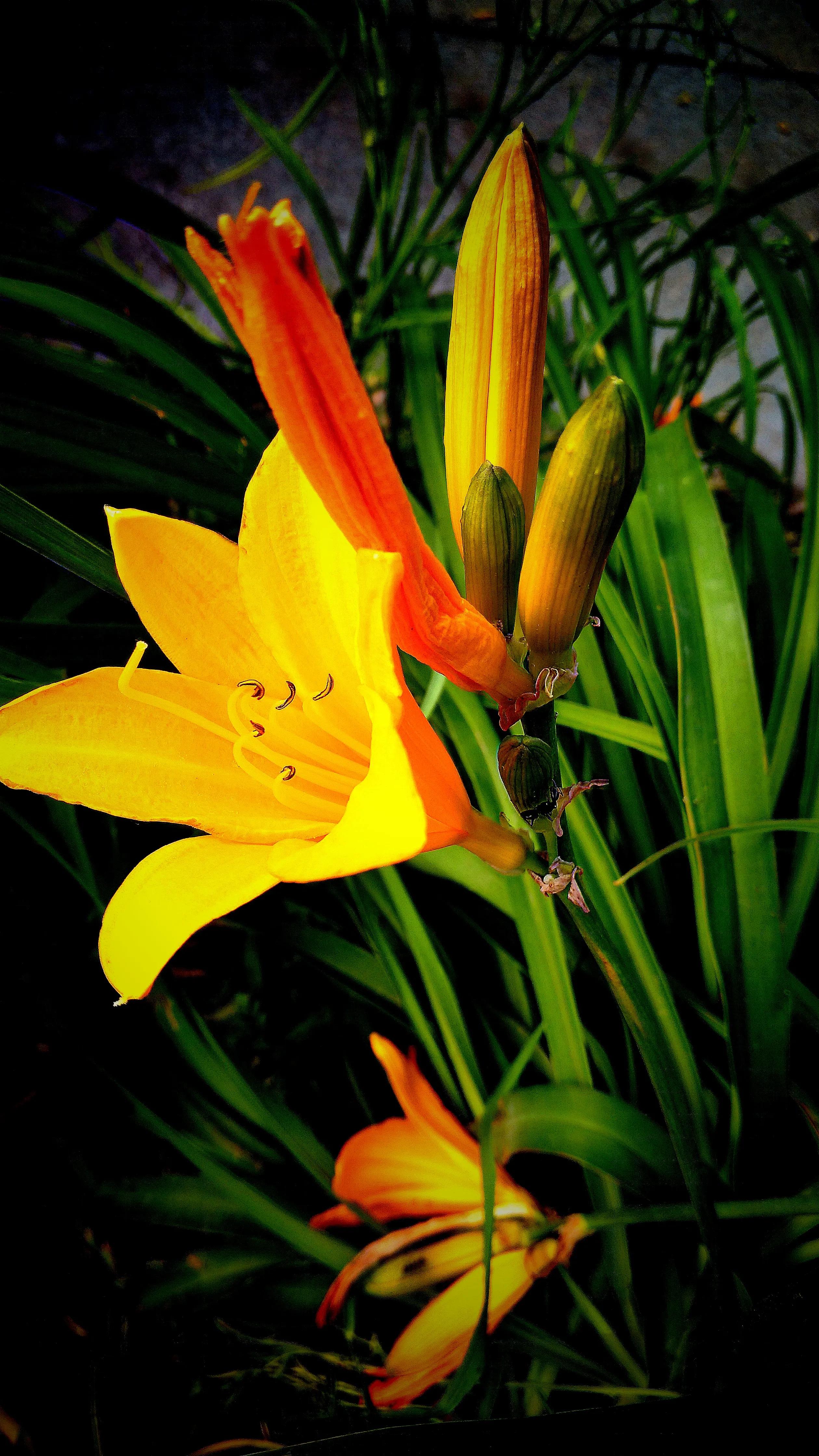 世界各国国花一览表,南美洲各国国花