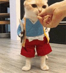 猫咪怕冷会有什么症状,猫咪怕冷时表现