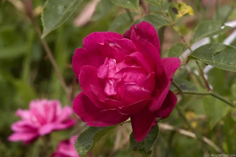 真正的中国古老月季,中国的古老月季