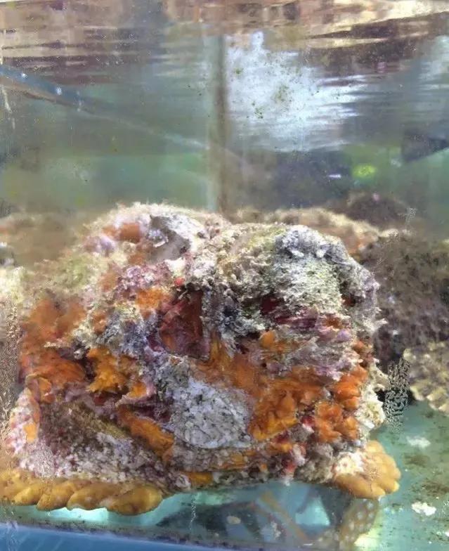 鱼类食材大全名称图片,鱼类菜谱大全100种