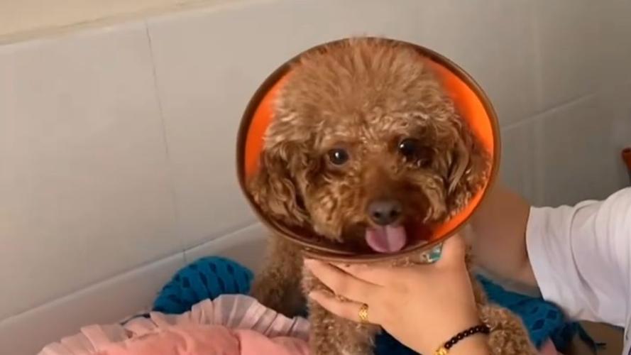 泰迪一般几个月出现流氓行为,泰迪怎么惩罚会比较有效