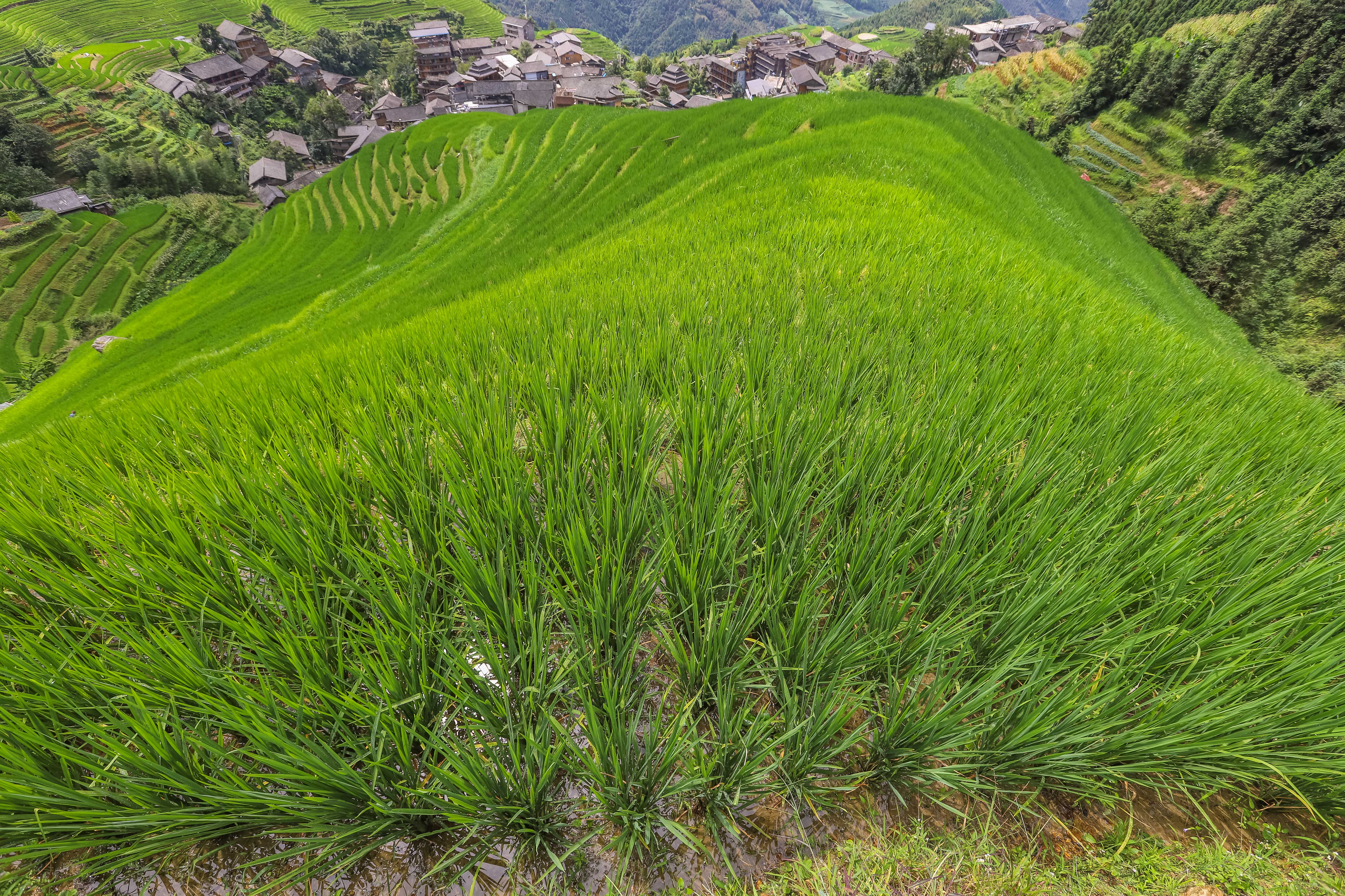 龙脊水稻梯田图片,龙脊水稻
