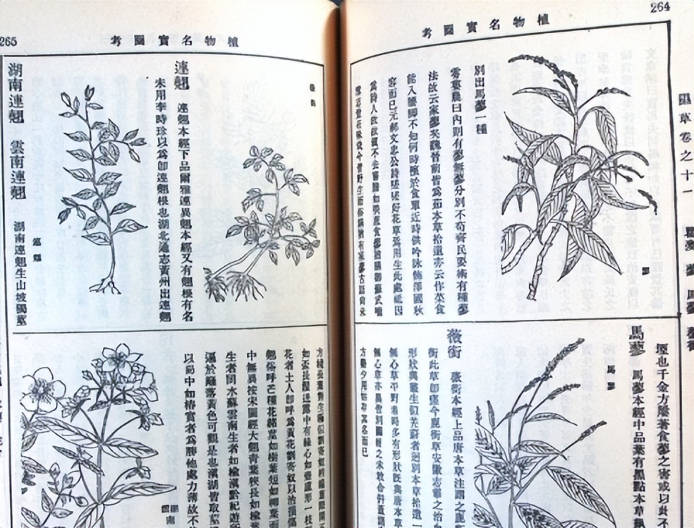 番荔枝要人工传粉吗,番荔枝来自哪里