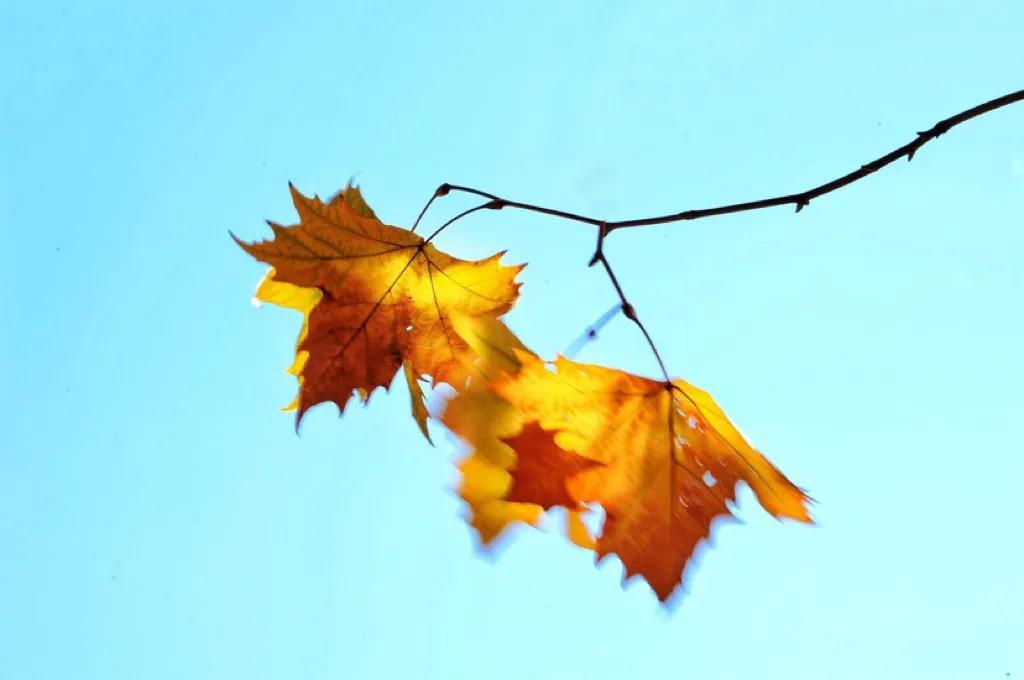 怀念秋天里的悬玲木