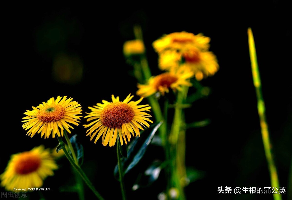 水生花卉栽培方法和技术,十种常见水生花卉