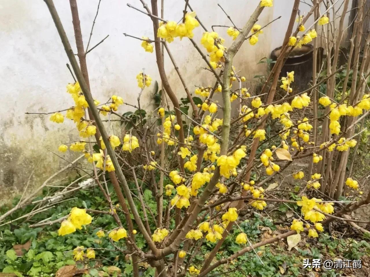 蜡梅夏季管理,秋季腊梅管理