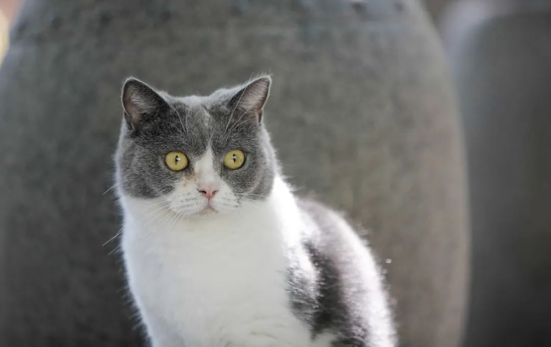 社恐小猫咪的安全感,社恐小猫咪为什么突然想出门了