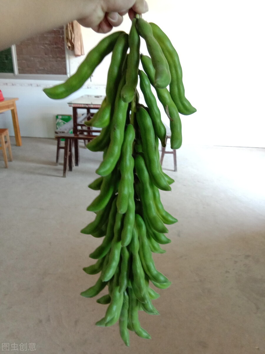 新奇的蔬菜品种,新奇的蔬菜