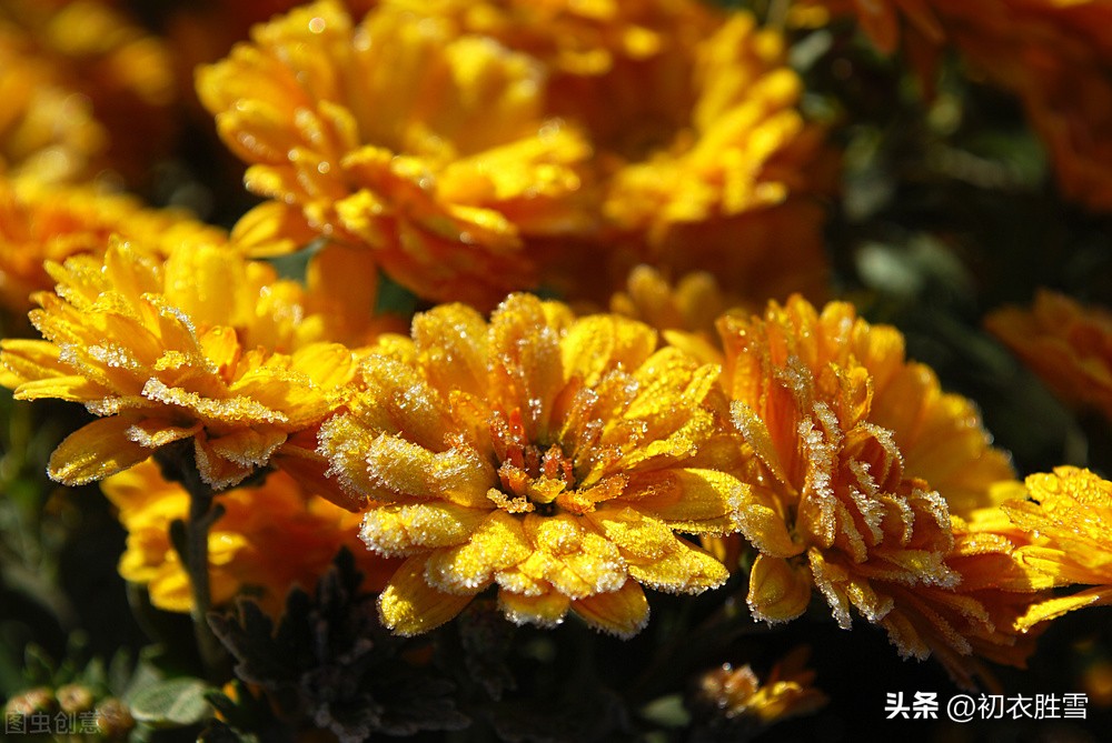 小雪节气无雪的古诗词,24节气小雪的古诗词