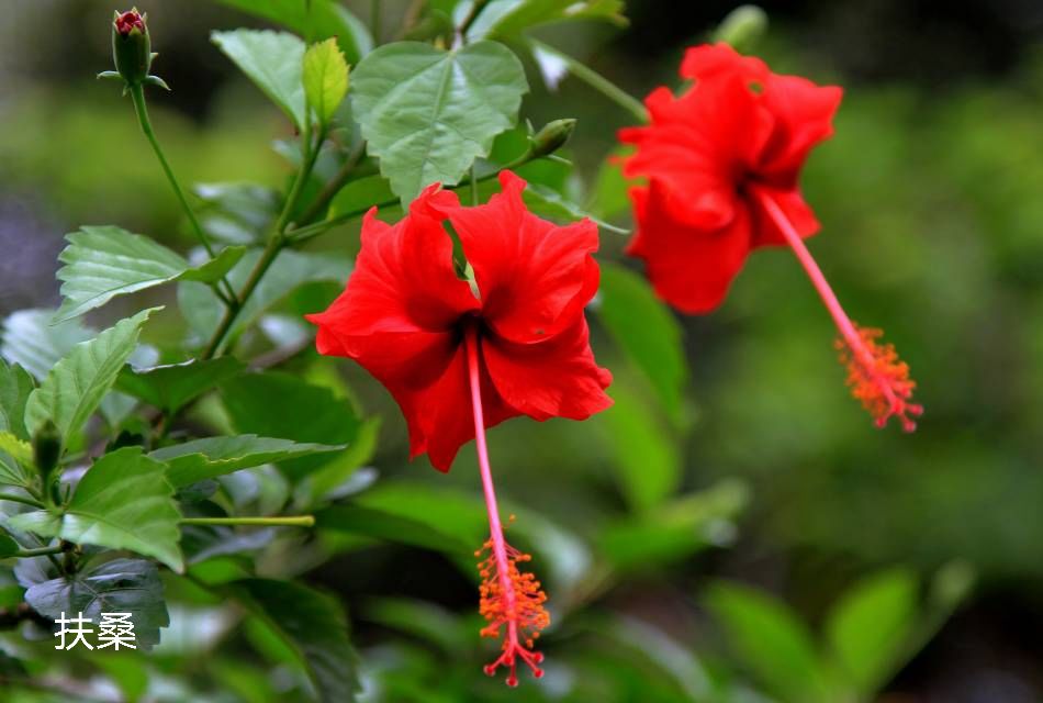 100种花草图片欣赏,50种花草图片大全