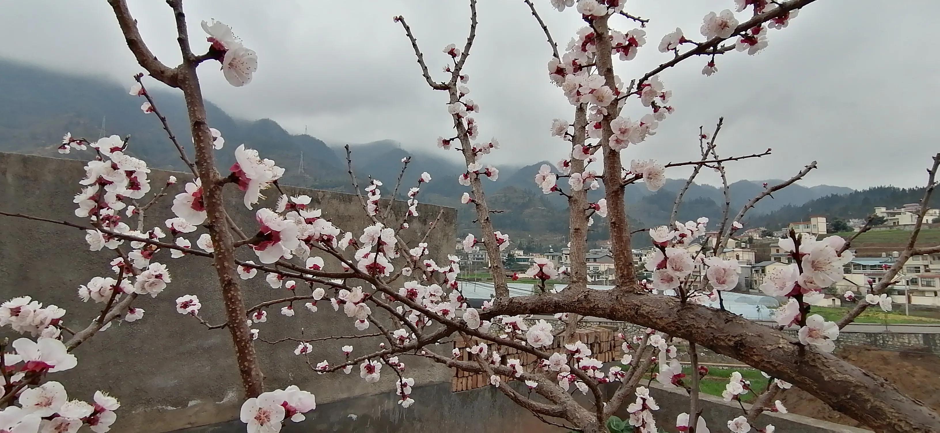 为什么水果产地会降价卖,水果产地为什么这么便宜
