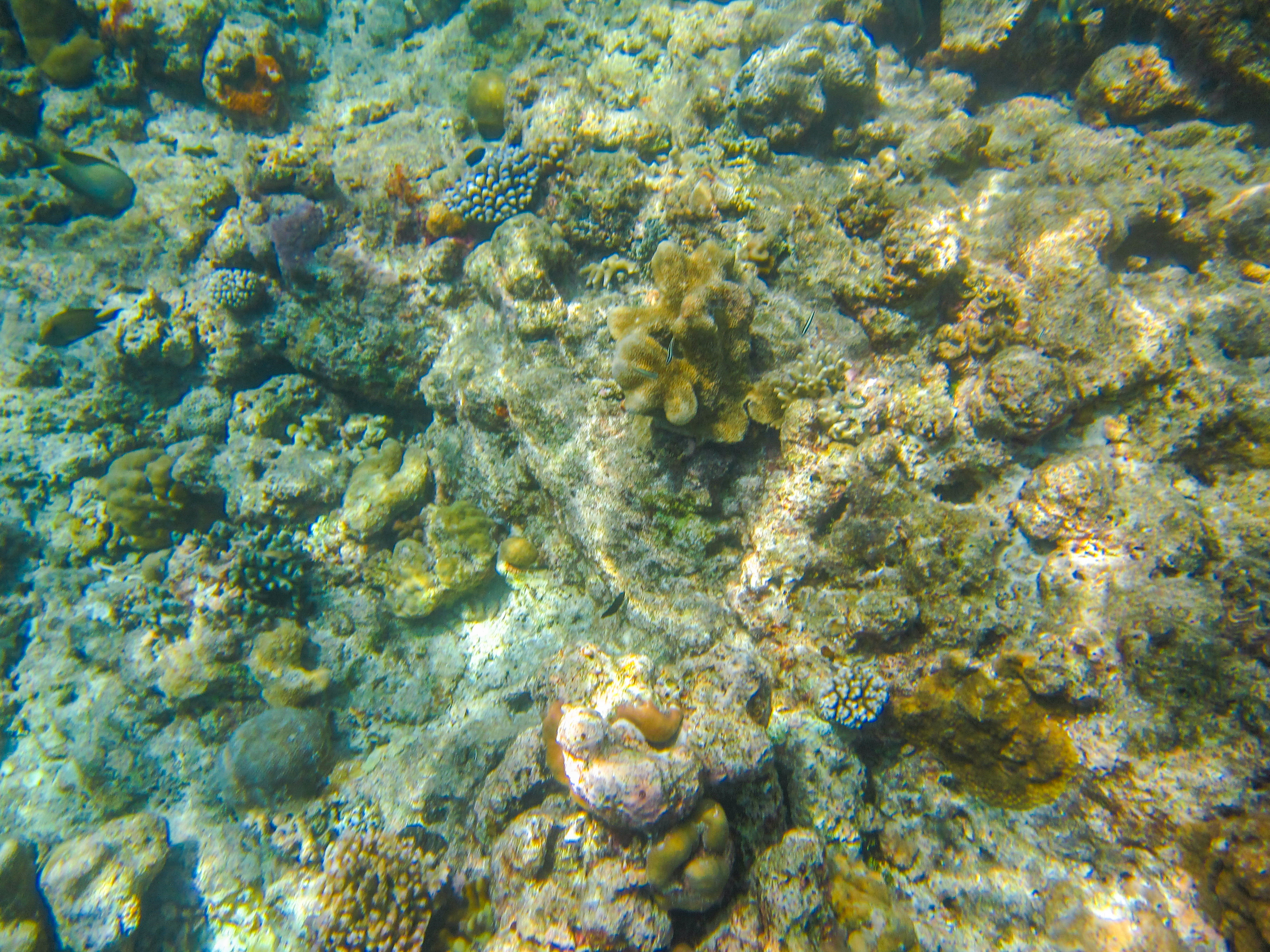 孤悬在太平洋上的岛国,帕劳,人生最值得一去的旅游目的地之一