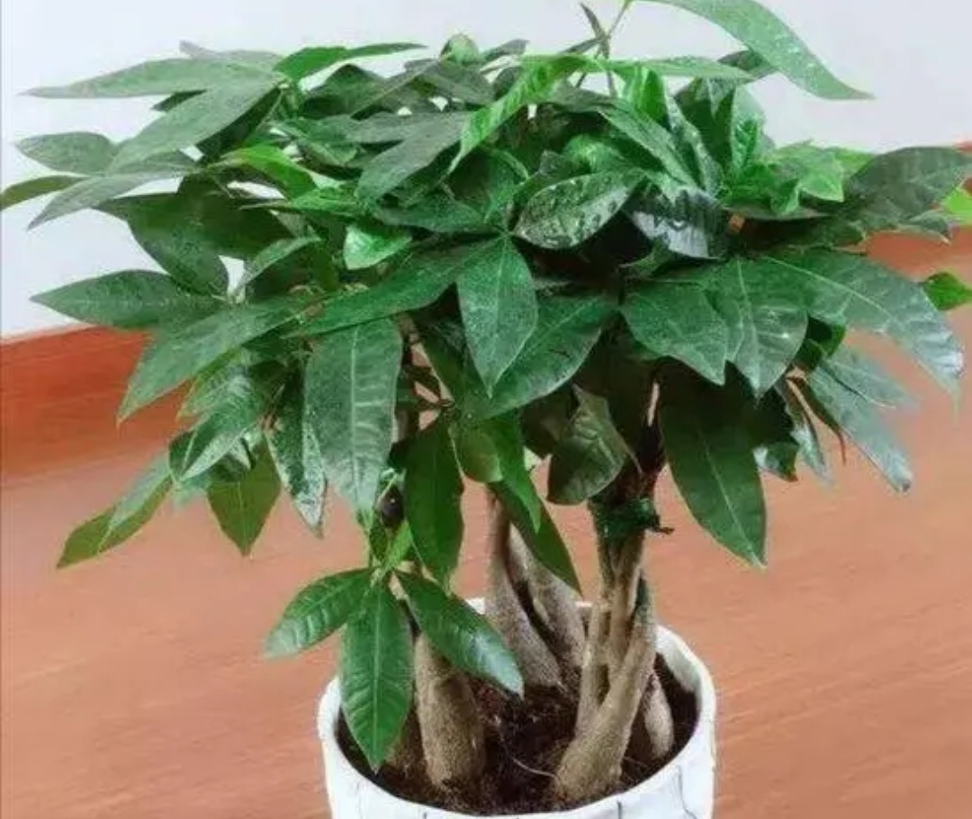 发财树长得很慢吗图片,发财树怎么就养得枝繁叶茂了