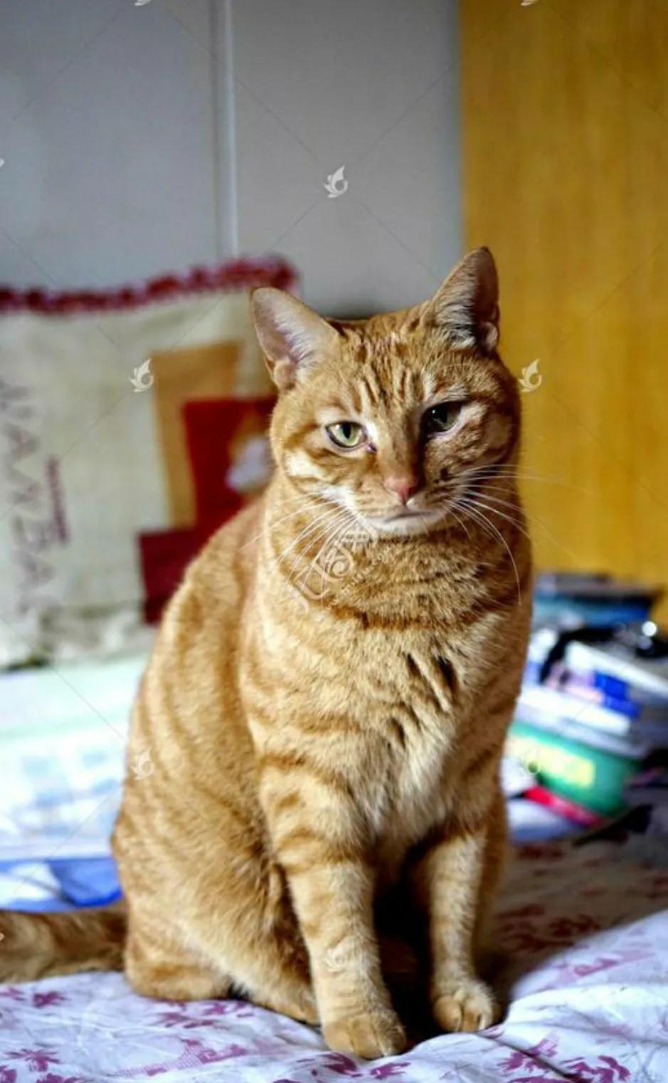 小猫抓伤了要送走吗,猫把自己眼睛抓伤了怎么办