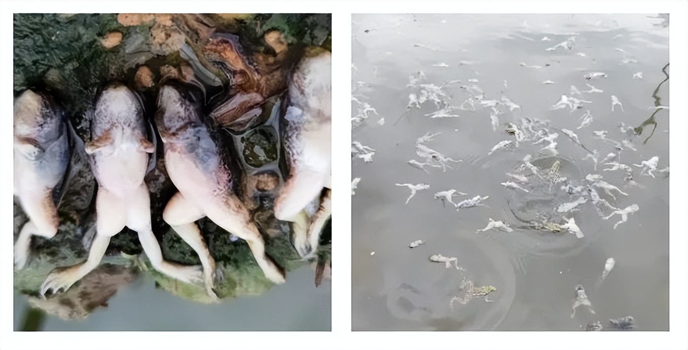 黑斑蛙蝌蚪全周期养殖技术要点