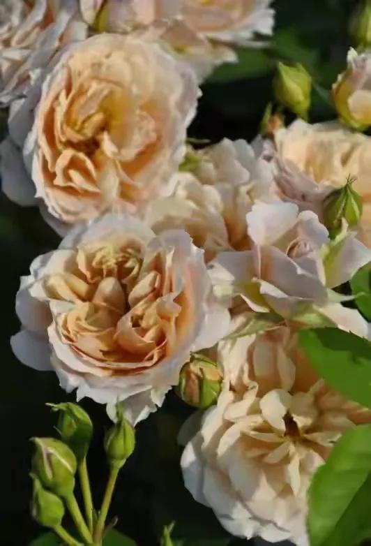 日本葵月季耐阴吗,葵是日月系列月季吗