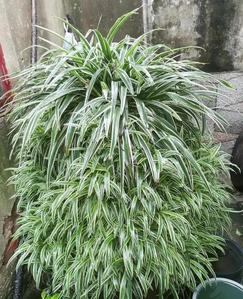 室内净化空气除甲醛最好养什么花,什么花净化空气除甲醛最好