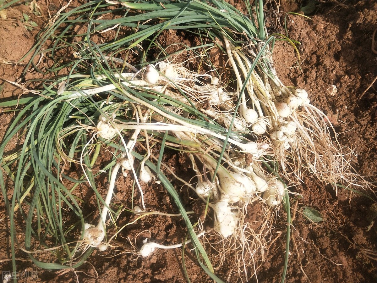 痰湿型冠心病中成药,冠心病肥胖怎么治疗