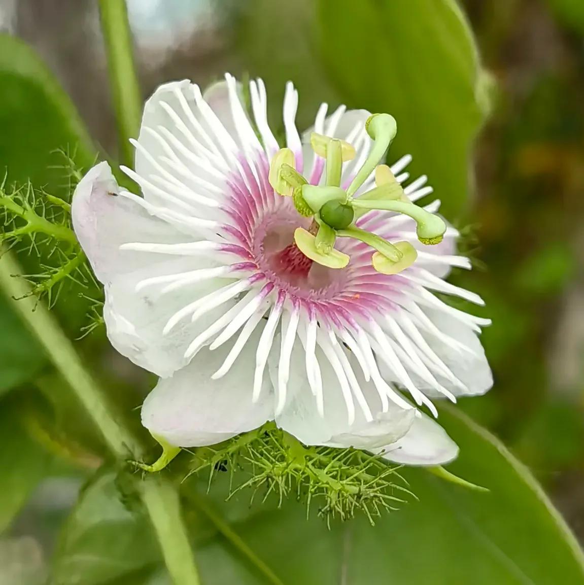 赏花旅游种什么花,春季去公园踏青上百种花让人眼花