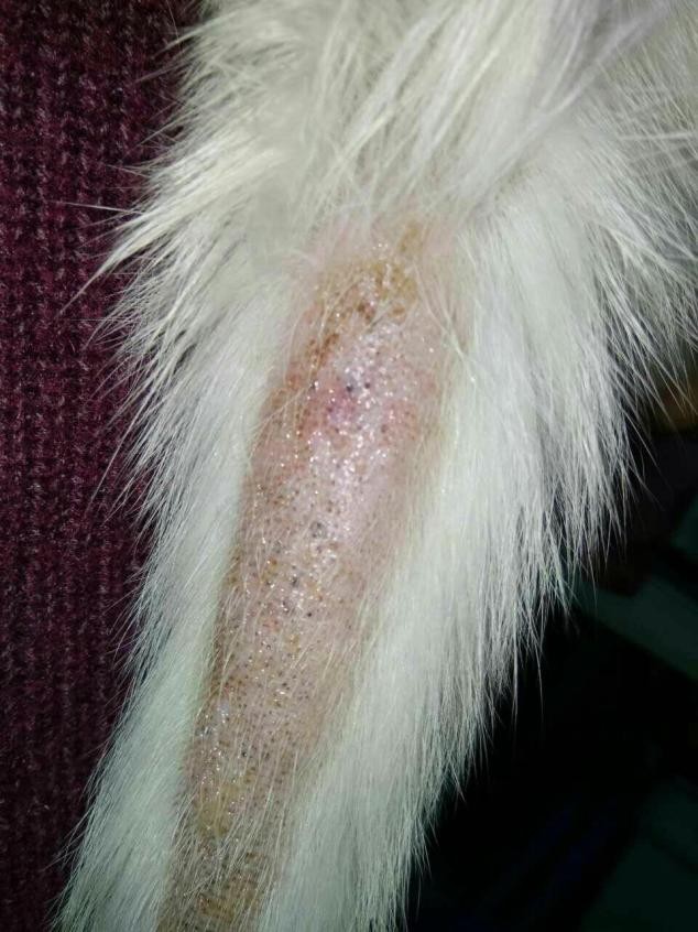 猫尾巴油腻是什么原因,猫的尾巴总是油油的