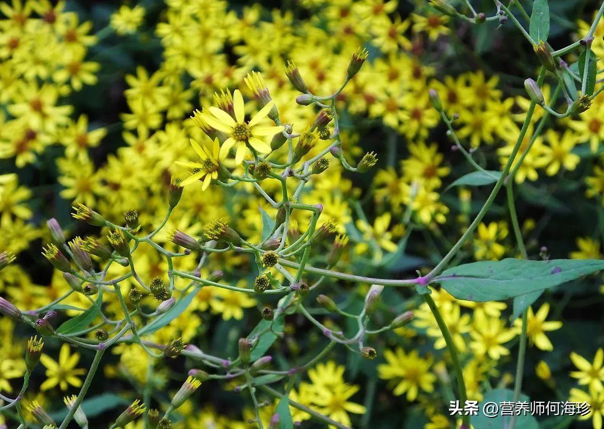长得像野菊花的植物,长得像野菊花的野草