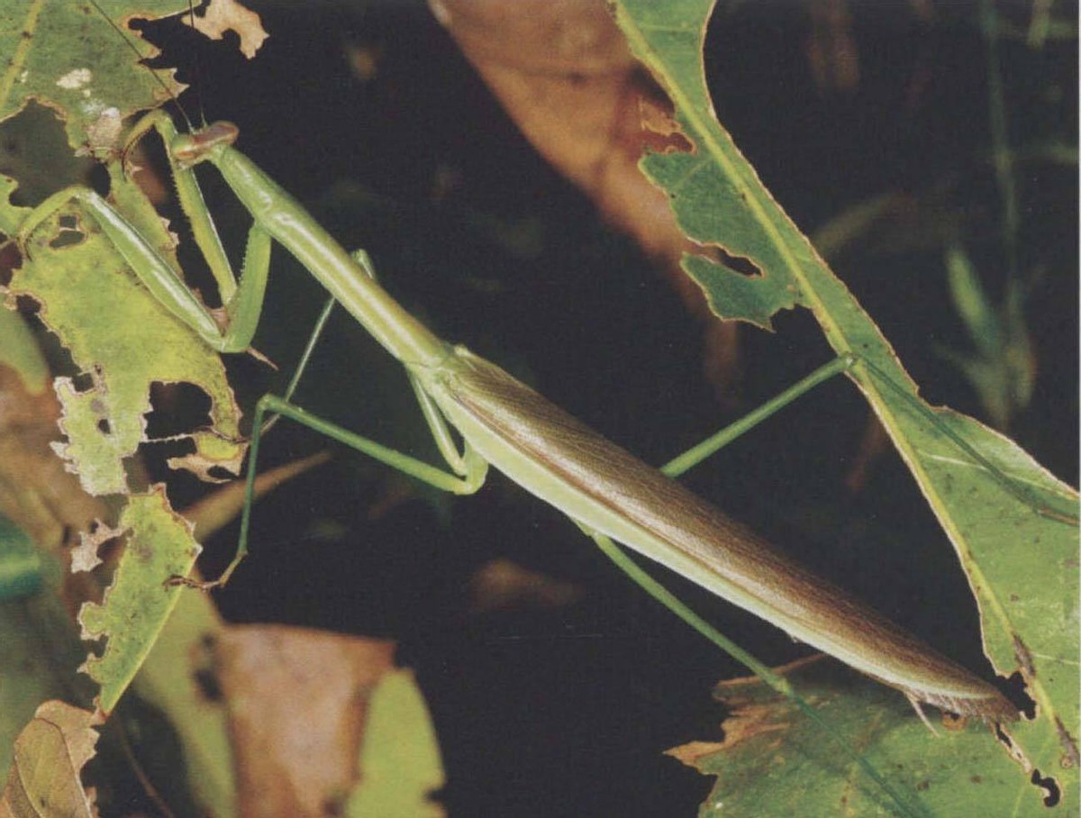 世界上最残酷的动物捕食,世界上最凶残的昆虫有哪些