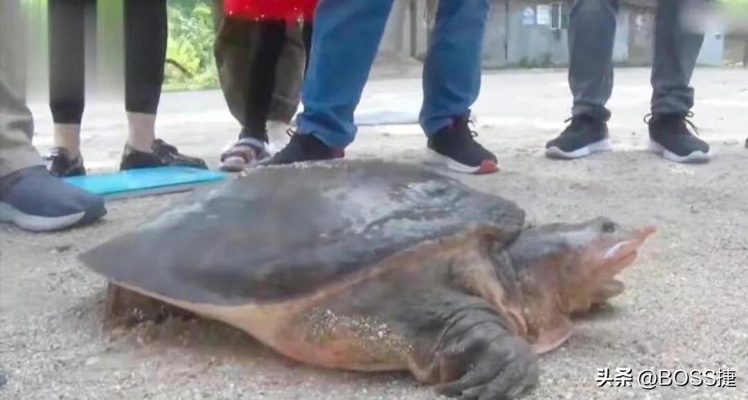 外来入侵物种美国珍珠鳖,外来生物美国珍珠鳖被放生太湖