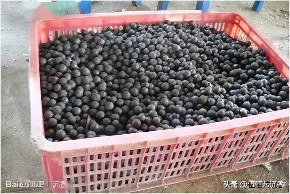 沉香造假最新视频,沉香造假的手法