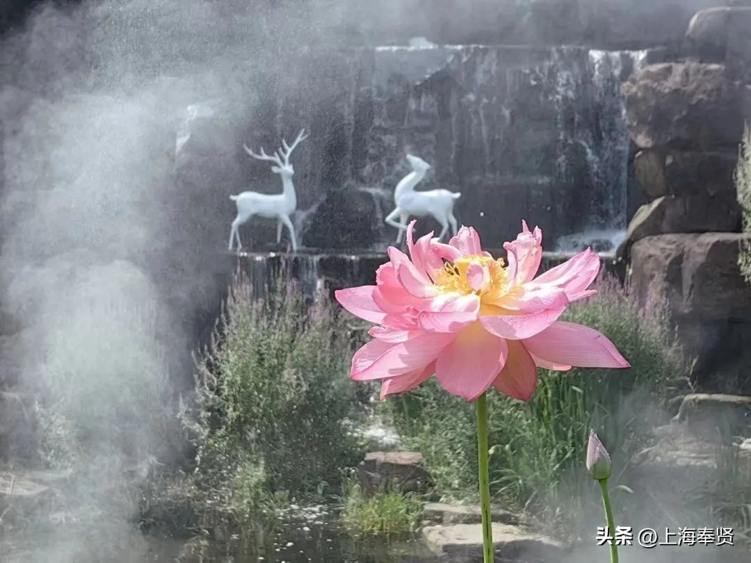 夏日赏荷好去处,奉贤哪里可以赏荷花