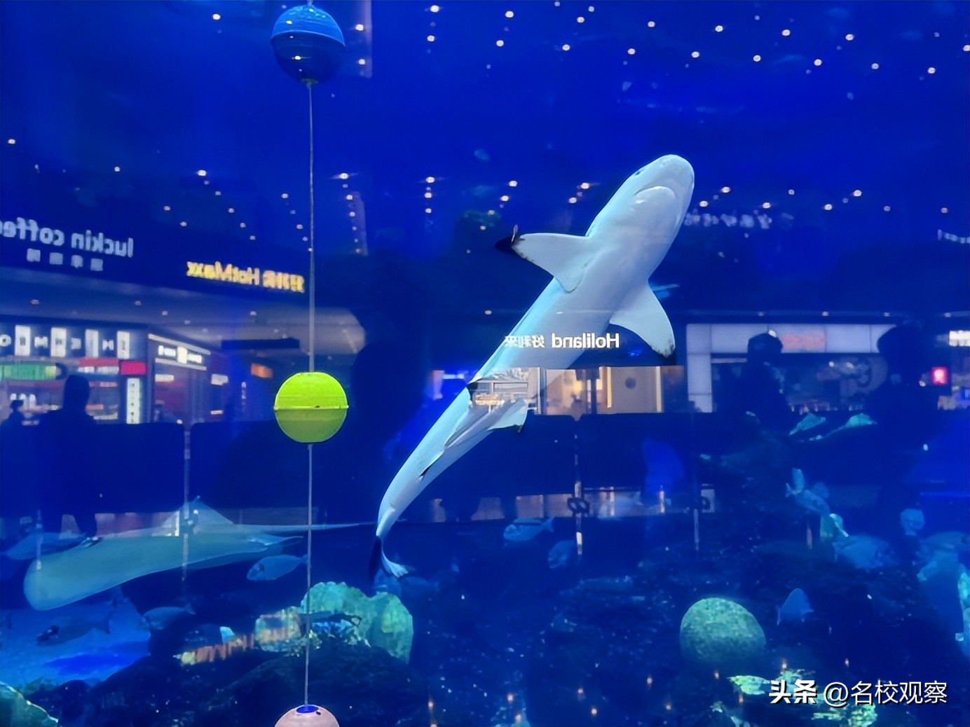 蔚蓝做苍穹，鱼儿变繁星！新川学子，走进浩海立方，探秘无限海洋