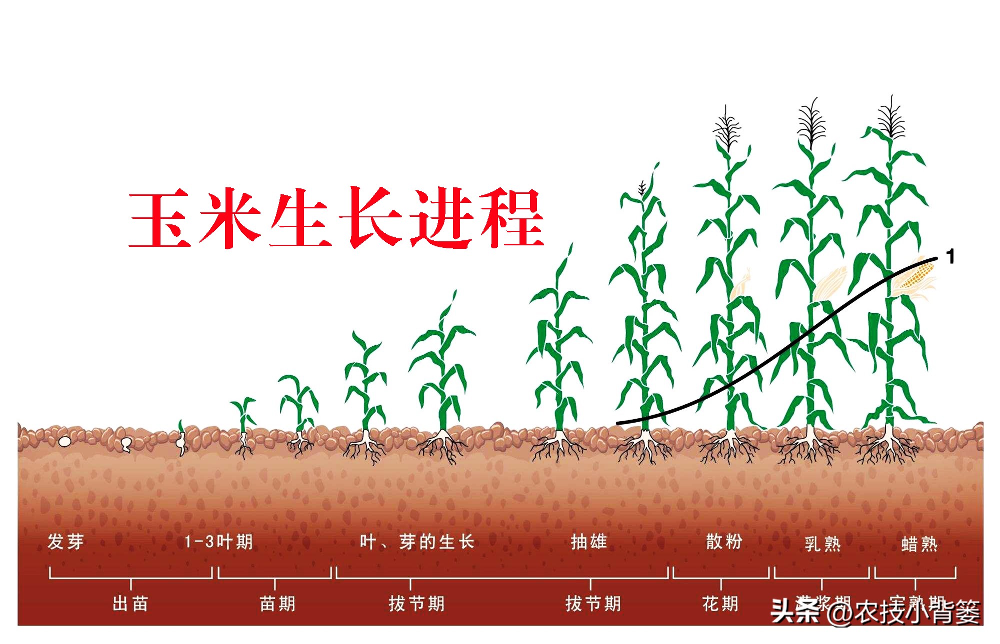 玉米管理几个关键时候,玉米的田间管理技术分哪三个时期