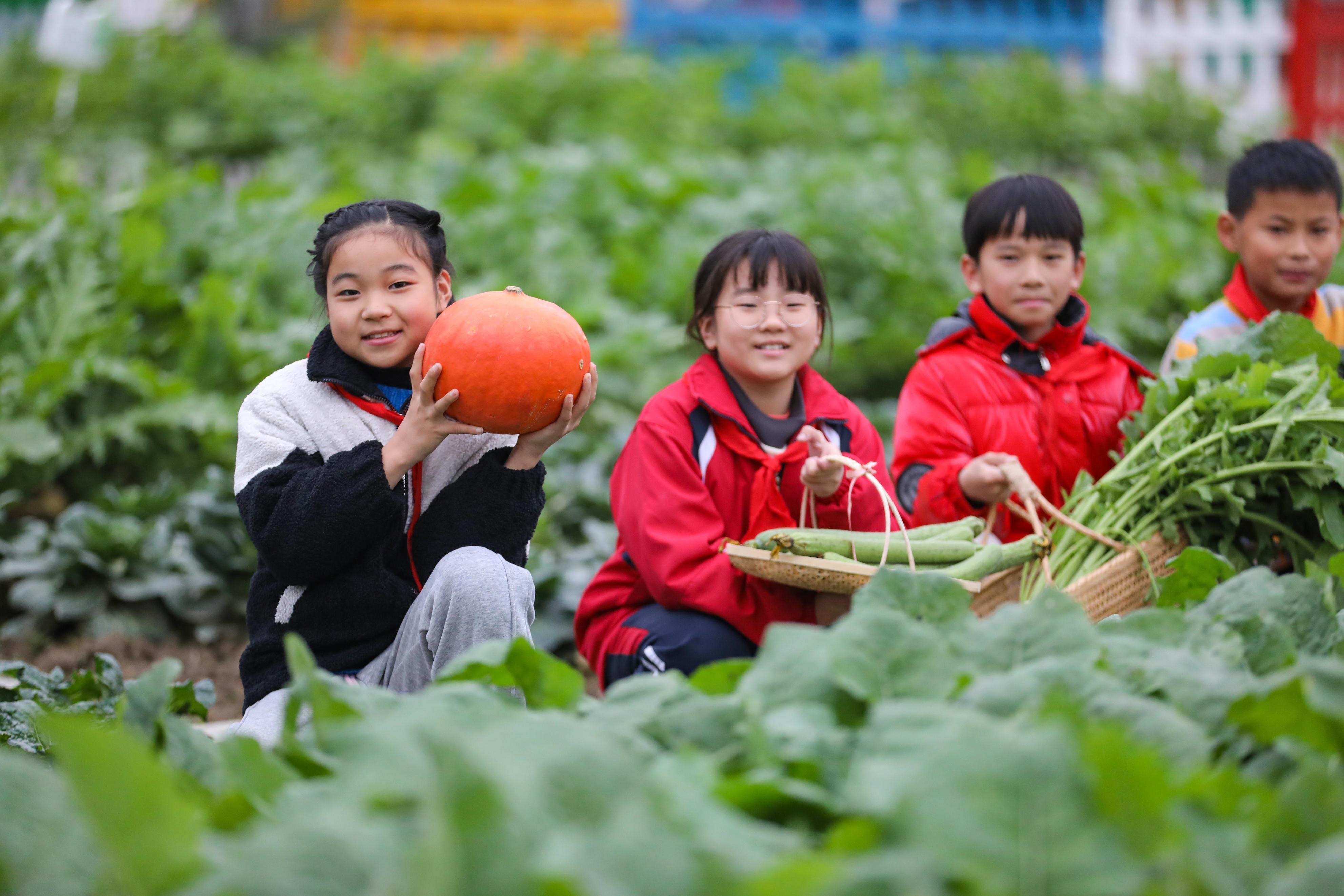 校园农场景观,小学生农场实践活动美篇