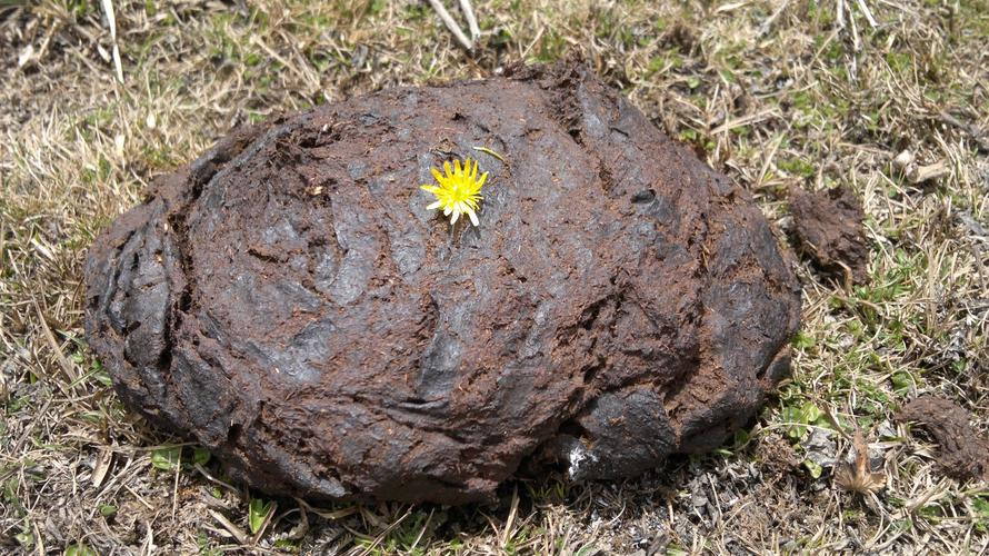 女大学生养猪300头,24岁女大学生养猪