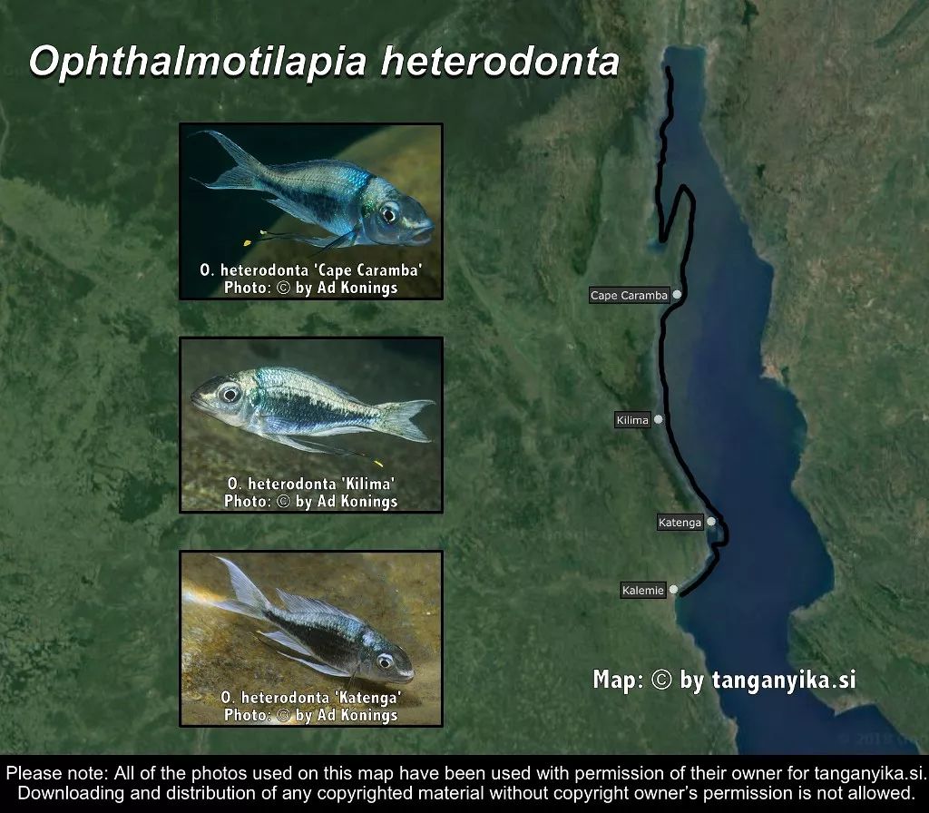 三湖慈鲷杂鲷品种图鉴大全,三湖慈鲷最好看的十种马鲷