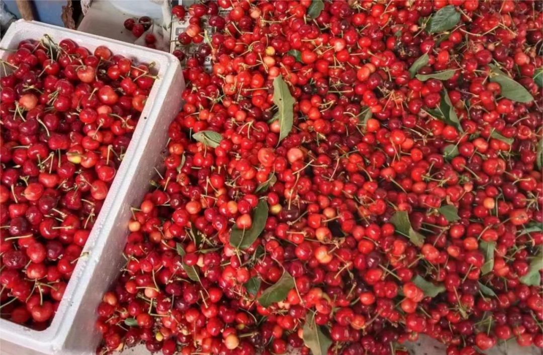 黑木耳、大樱桃......看看邹城这个村的致富“金疙瘩”