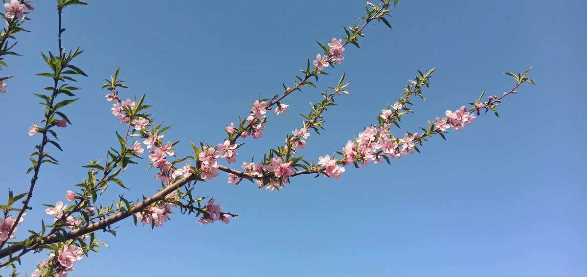 关于春和龙的诗词飞花令,带春字的诗词飞花令