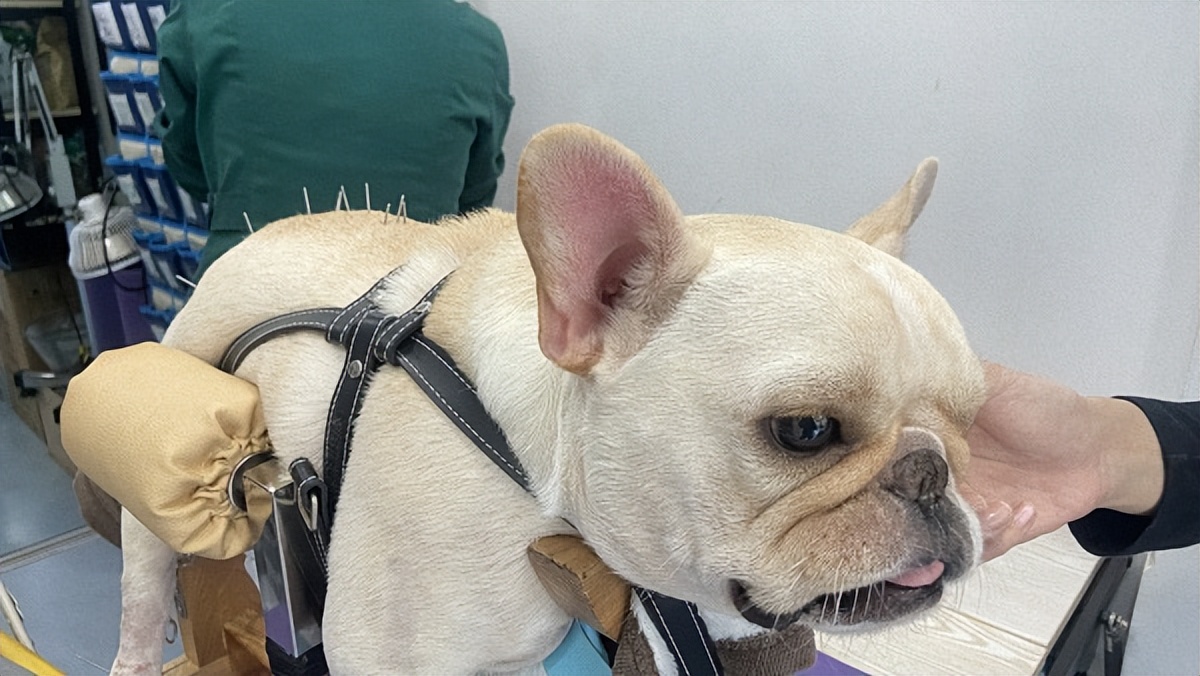 给狗做针灸的视频,带狗去针灸