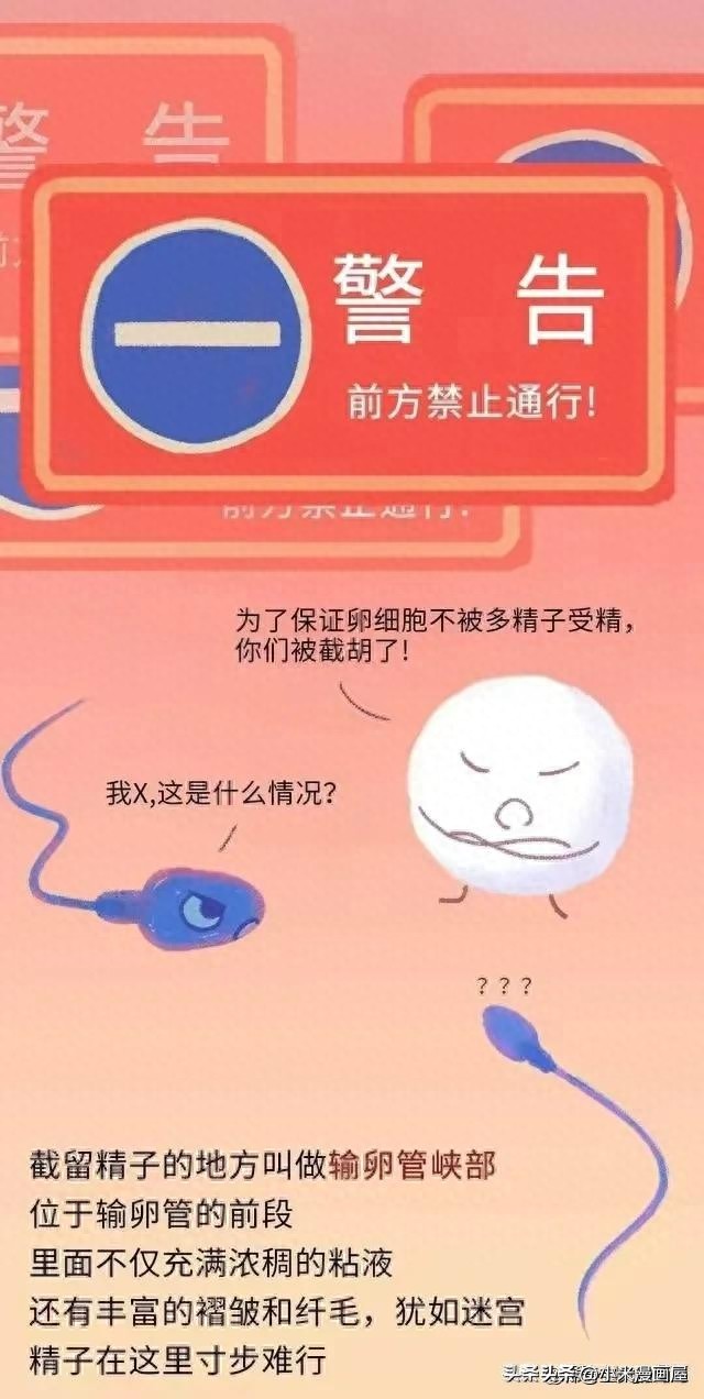 精子进入女性体内的24小时，都经历了什么？漫画