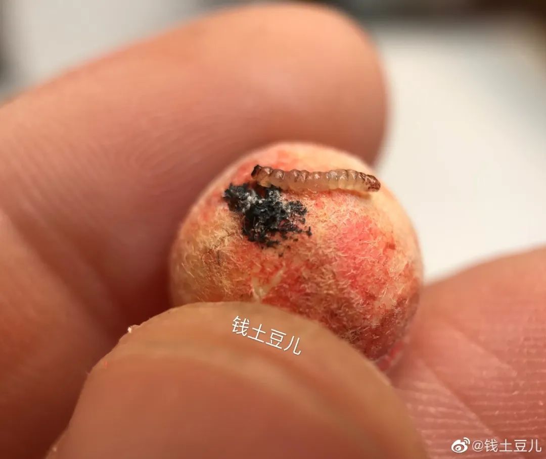 90后妈妈因造假走红,网红辣妈骗局