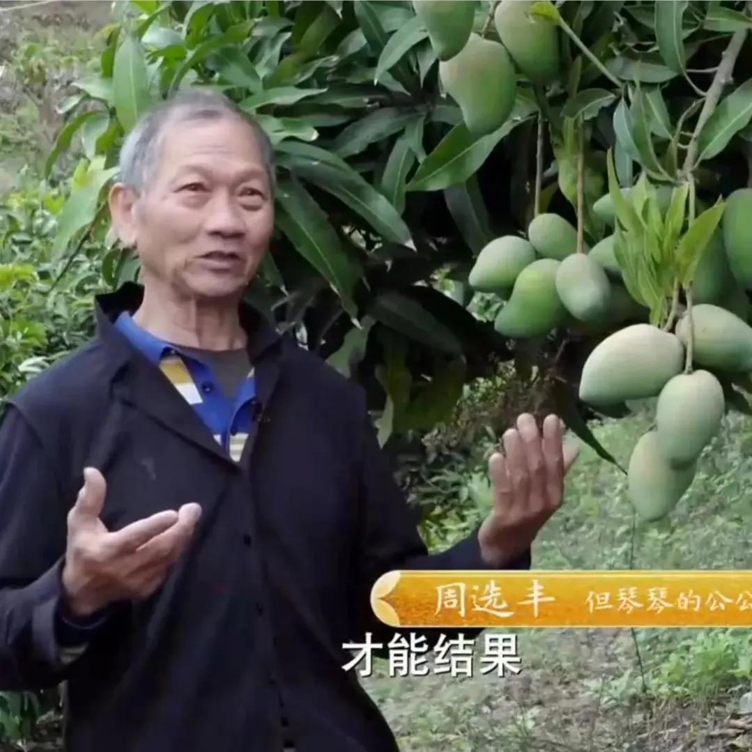 海南女子靠一种不被看好的芒果年入1000多万！人无我有，人有我精