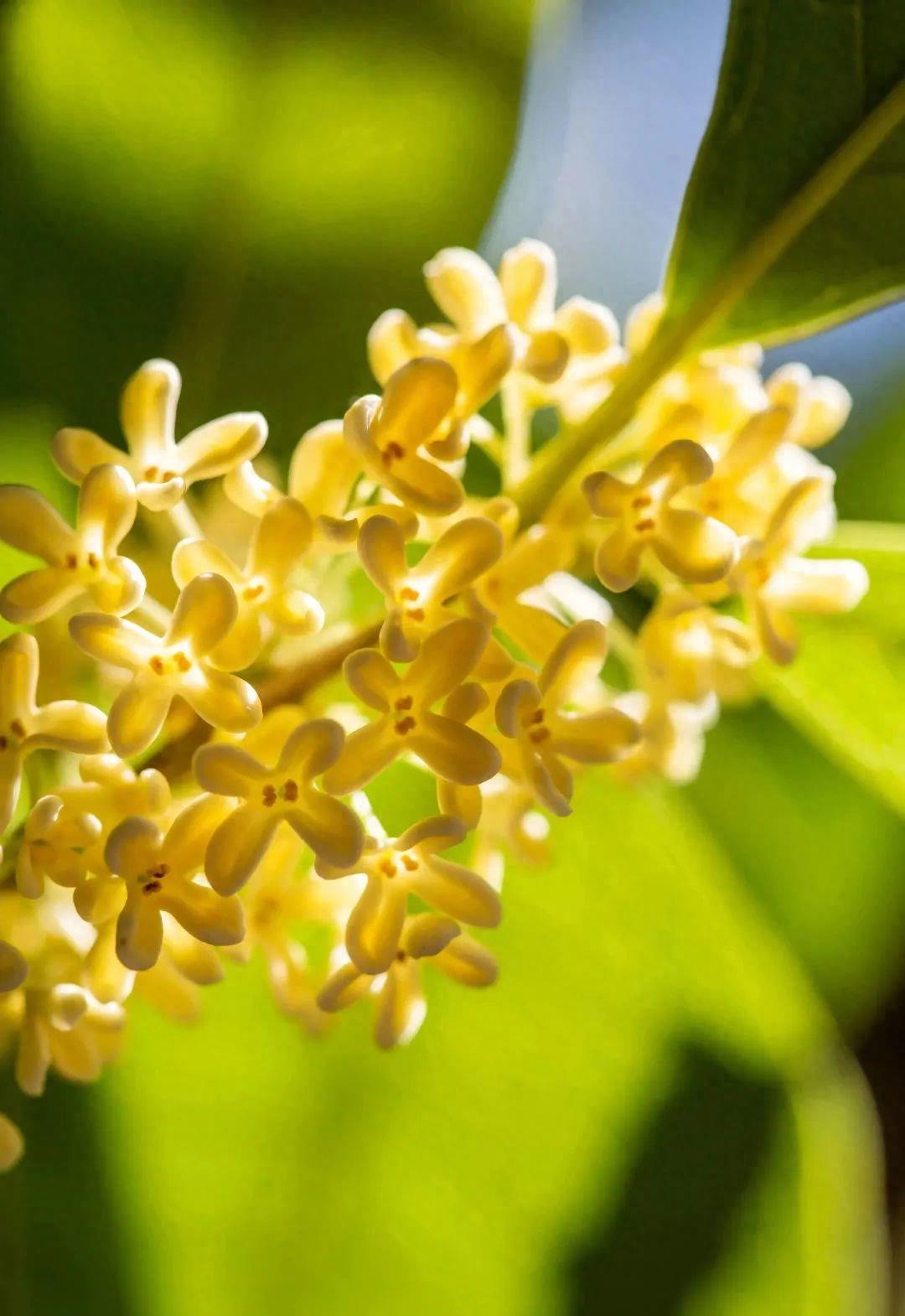 神秘科学之谜解析！水涟漪形状独特的原因揭秘！No.379