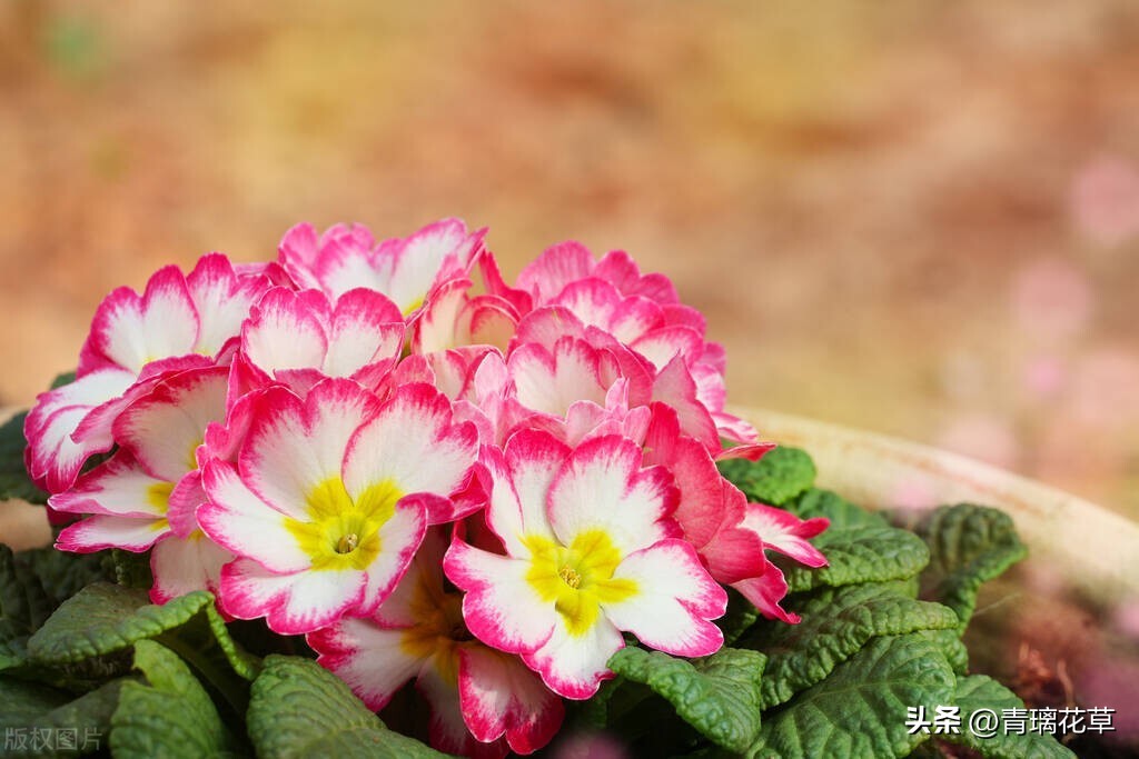 带名字的花卉大全,名字带有春字的花