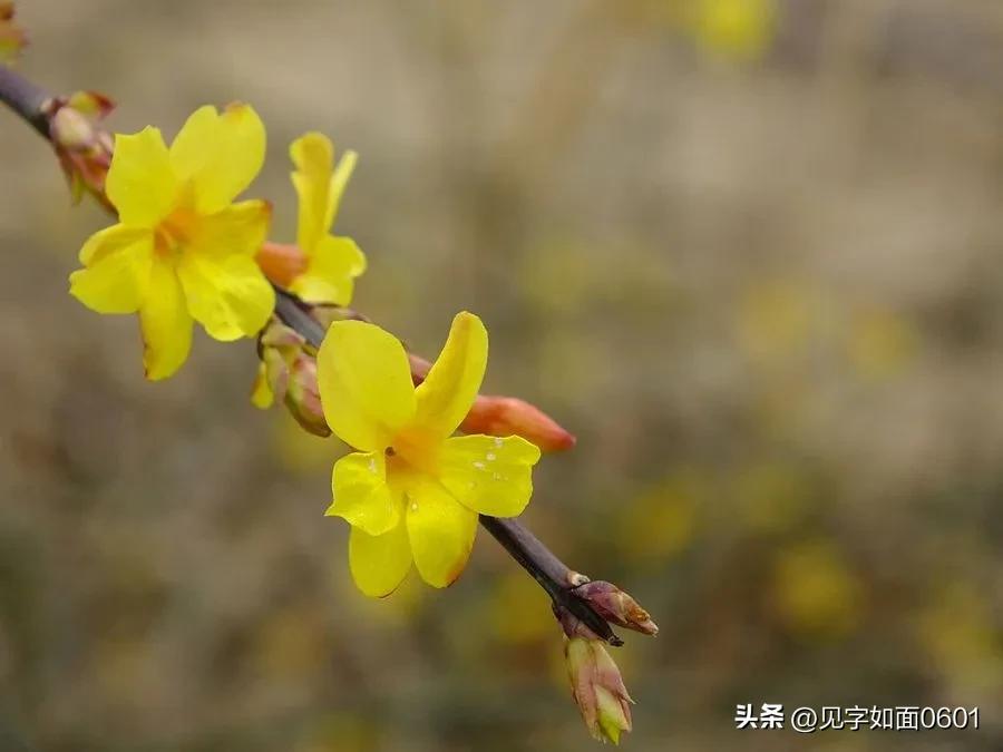 野迎春与迎春花的区别,迎春花和野迎春