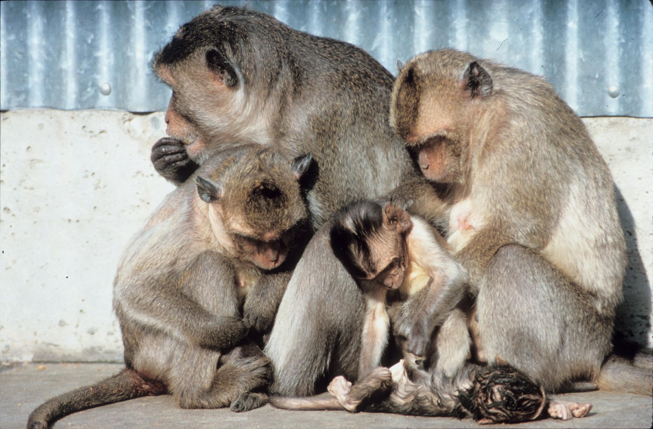 身价17万的实验猴！野生实验猴已进石器时代，用石头过度开发资源