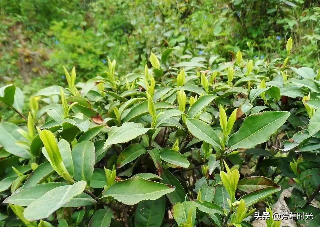 红安县茶叶值得买吗,湖北红安正宗茶叶