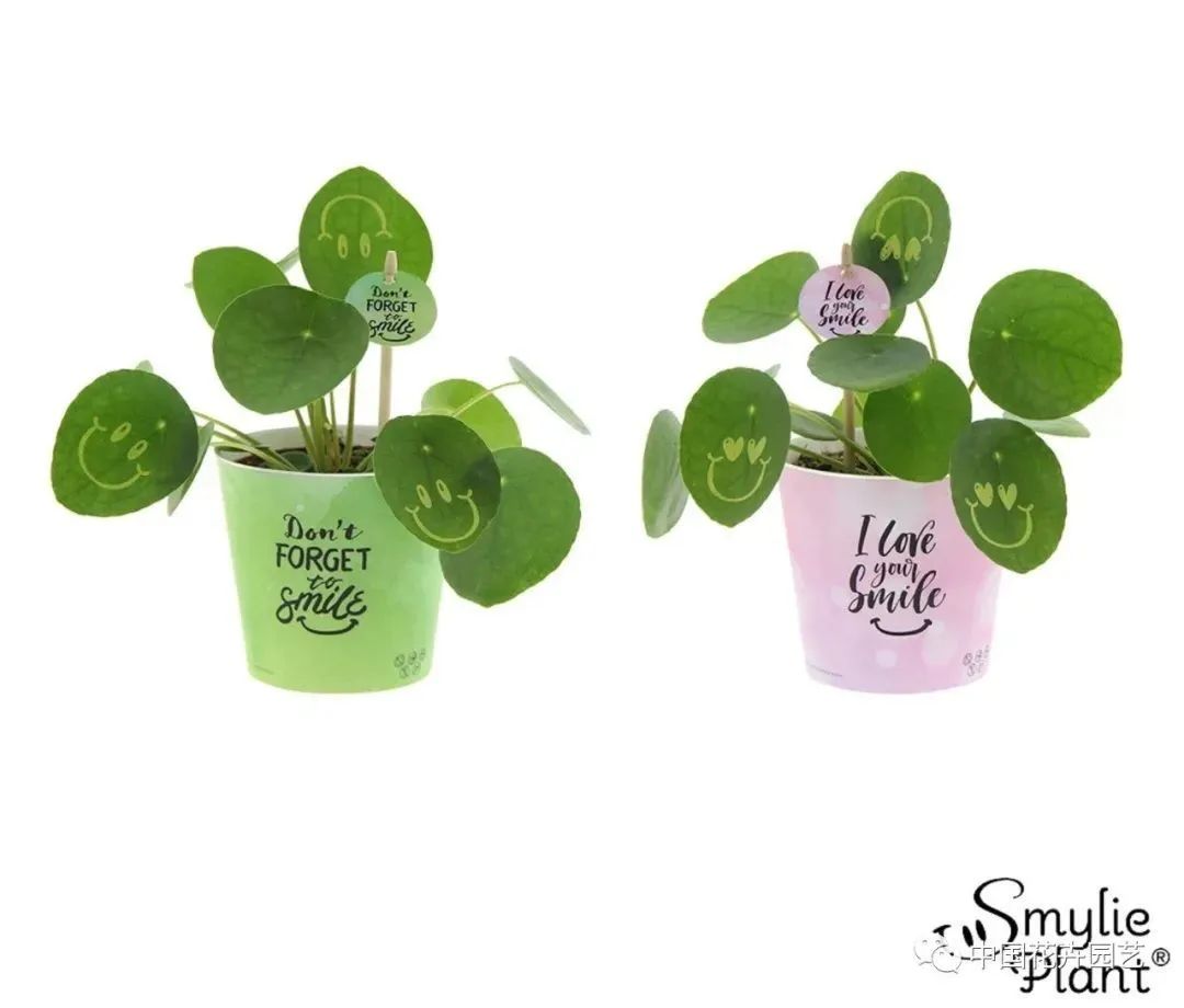 荷兰年度Glazen Tulp新奇植物奖15件产品名单公布 | 每周国际花讯