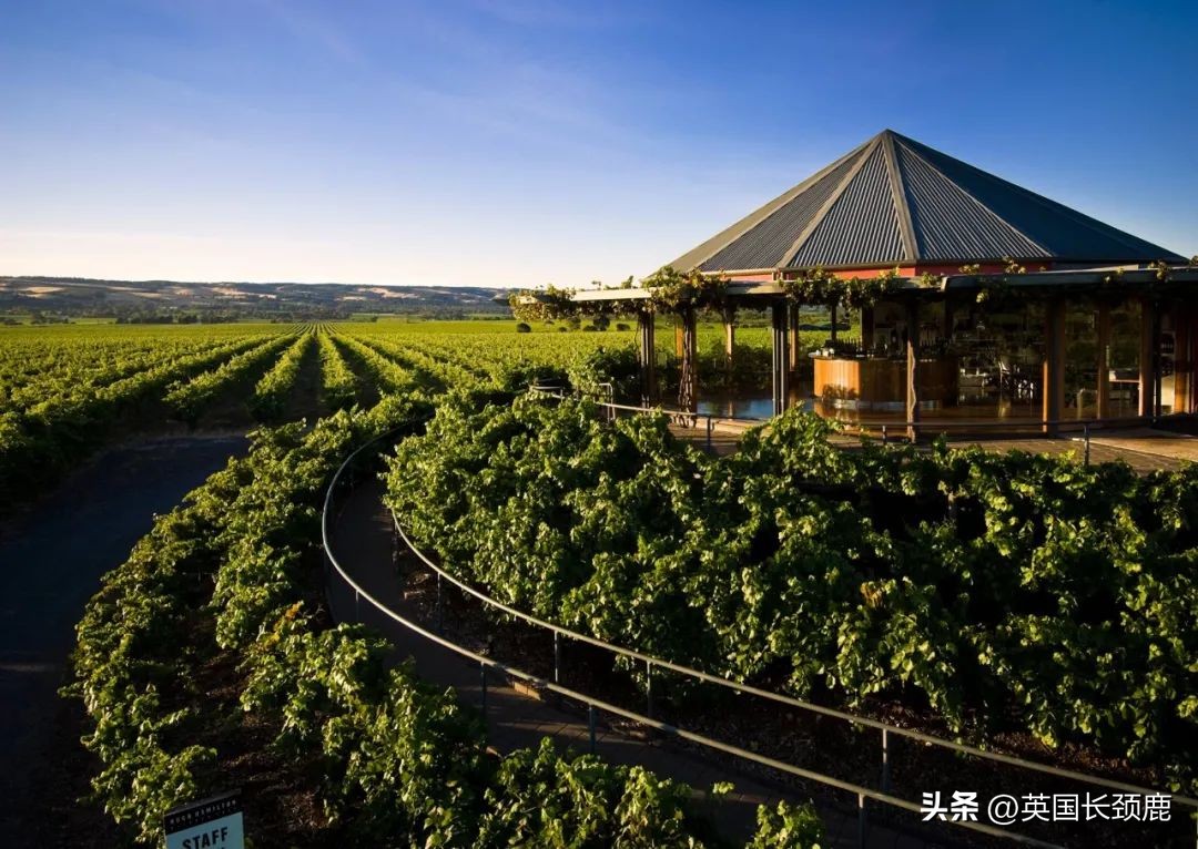 每次买葡萄酒满头问号瞎买？红白葡萄酒大科普：英国好酒推荐