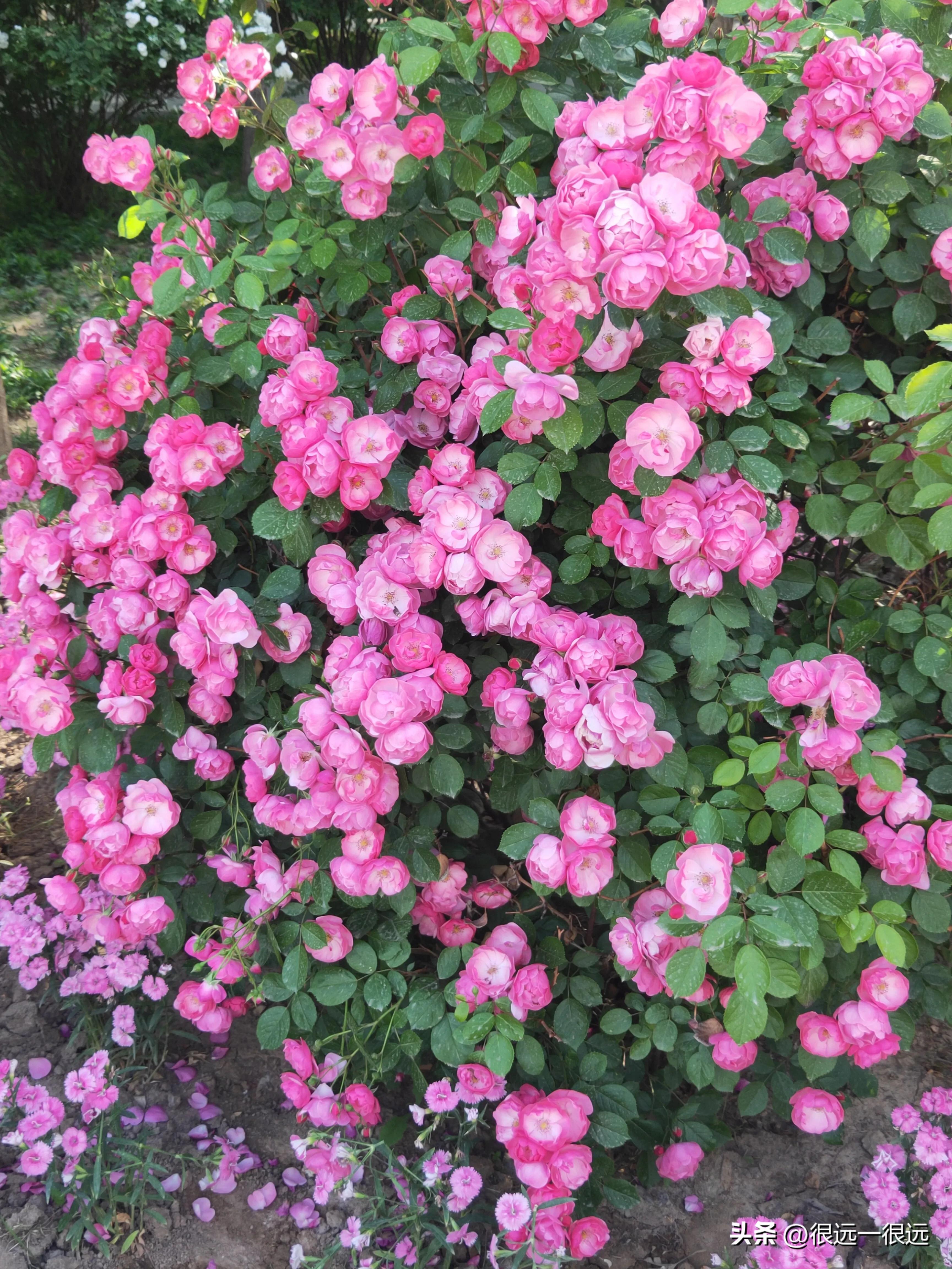 阿七以前的故事,名人阿七的辉煌故事